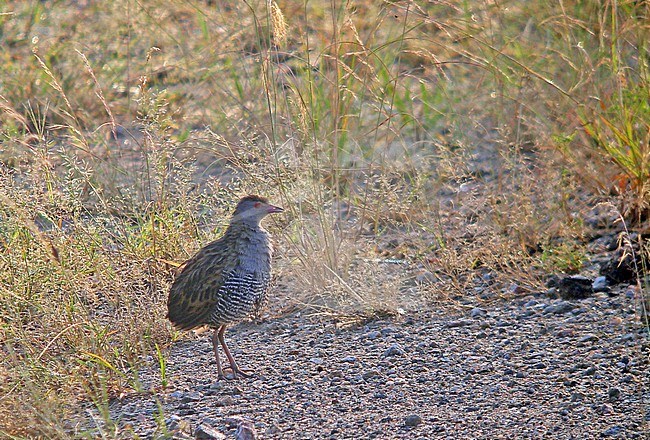 African Crake, Crecopsis egregia, in Uganda. Walking on the road. stock-image by Agami/Pete Morris,