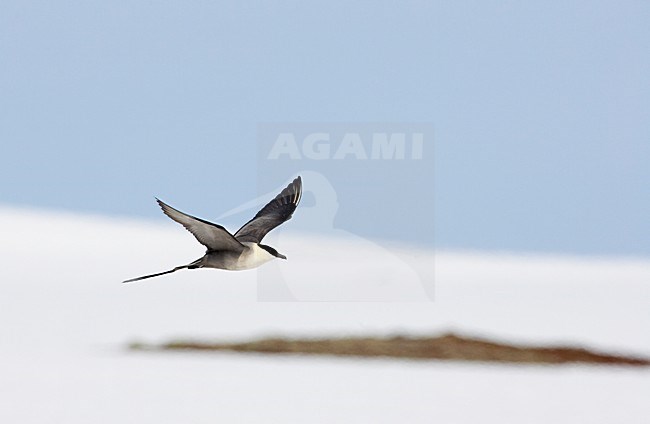 Kleinste Jager in vlucht; Long-tailed Skua in flight stock-image by Agami/Markus Varesvuo,