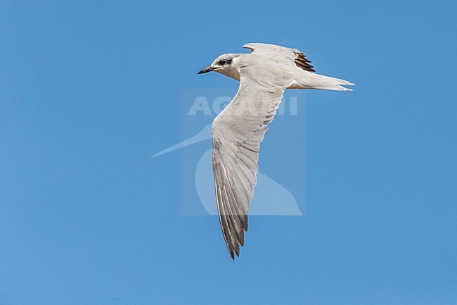 Lachstern; Gull-billed Tern stock-image by Agami/Daniele Occhiato,