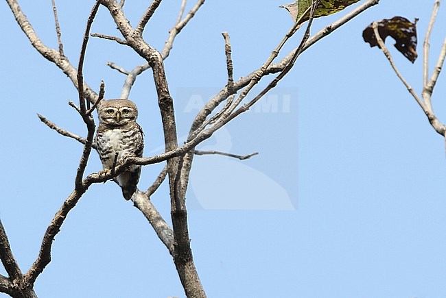 Forest owlet (Athene blewitti) a recently rediscovered Indian endemic species of bird and on the verge of extinction. stock-image by Agami/James Eaton,