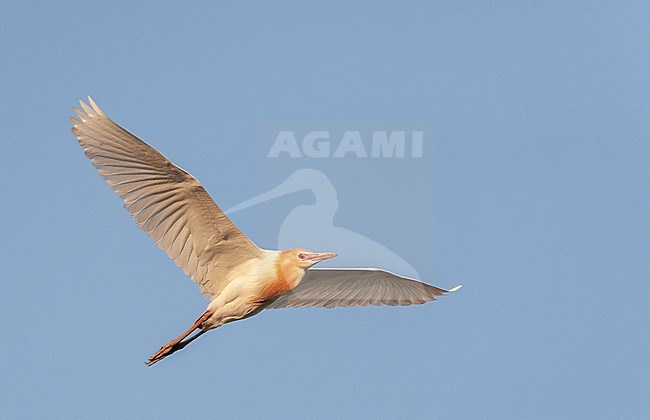 Eastern Cattle Egret (Bubulcus coromandus) flying over Happy Island, China. Adult in breeding plumage. stock-image by Agami/Marc Guyt,