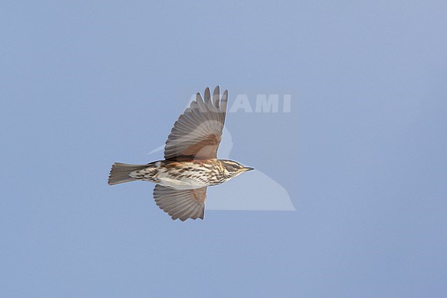 Redwing (Turdus iliacus iliacus) in flight at Rudersdal, Denmark stock-image by Agami/Helge Sorensen,