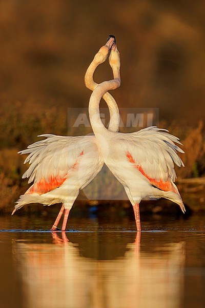 Greater Flamingo (Phoenicopterus roseus), two adults displaying, Lazio, Italy stock-image by Agami/Saverio Gatto,