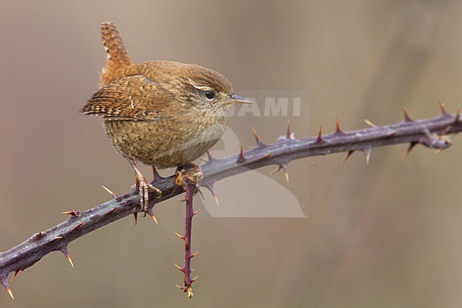 Winterkoning zittend op tak, Winter Wren perched on branch stock-image by Agami/Daniele Occhiato,