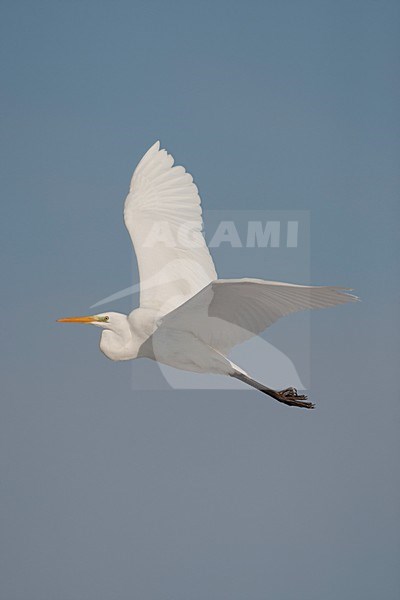 Grote zilverreiger vliegend staan beeld; Great white egret flying upright image stock-image by Agami/Harvey van Diek,