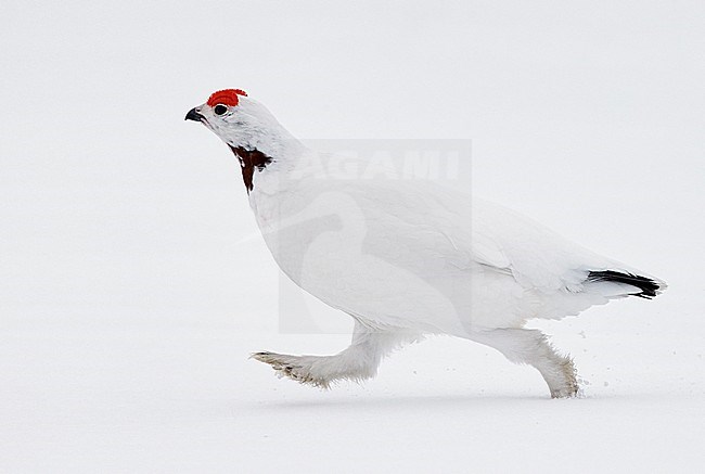 Moerassneeuwhoen in de sneeuw, Willow Ptarmigan in snow stock-image by Agami/Markus Varesvuo,