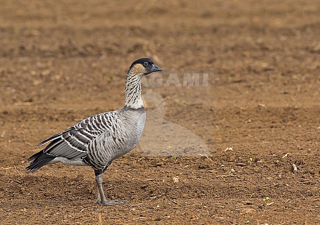 Nene (Branta sandvicensis) on Kauai island, Hawaii, United States. Also known as Hawaiian goose. stock-image by Agami/Pete Morris,