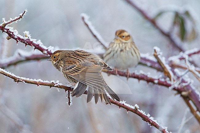 Little Bunting, Emberiza pusilla stock-image by Agami/Menno van Duijn,