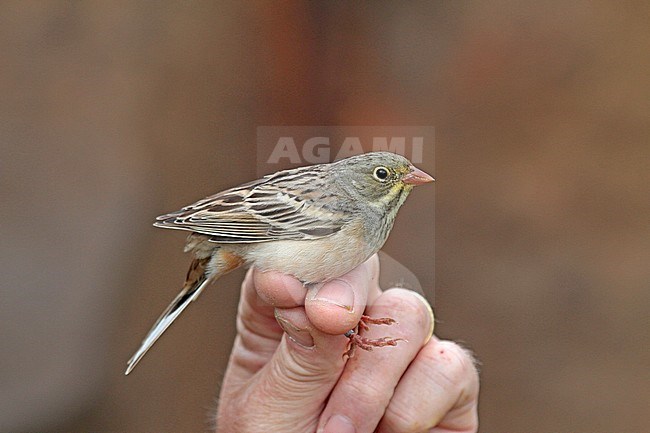 Ortolan Bunting (Emberiza hortulana) in the hand for banding stock-image by Agami/Pete Morris,