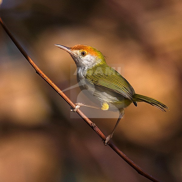 Adult female Dark-sided Tailorbird (Orthotomus atrogularis nitidus). Side view of female bird perched, bright brown background stock-image by Agami/Kari Eischer,