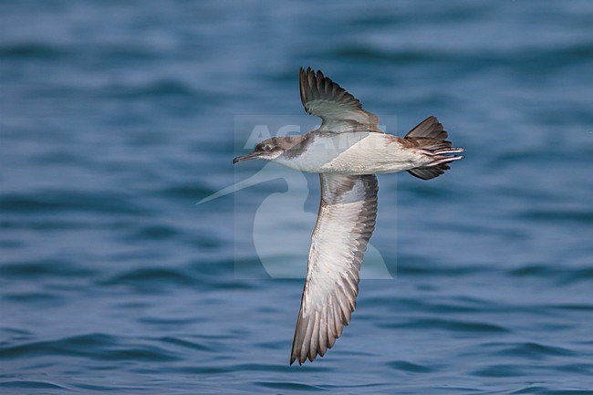 Yelkouanpijlstormvogel in de vlucht; Yelkouan Shearwater in flight stock-image by Agami/Daniele Occhiato,