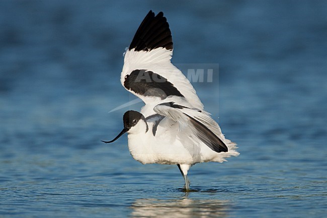 Kluut, Pied Avocet, Recurvirostra avosetta stock-image by Agami/Menno van Duijn,