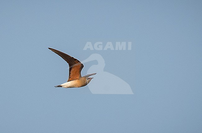 Adult Oriental Pratincole (Glareola maldivarum) in flight over Tha Ton rice paddies in Chiang Mai in northern Thailand during late winter. In flight against blue sky as background. stock-image by Agami/Ian Davies,