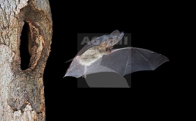 Grootoorvleermuis in de vlucht; Brown Long-eared Bat in flight stock-image by Agami/Theo Douma,