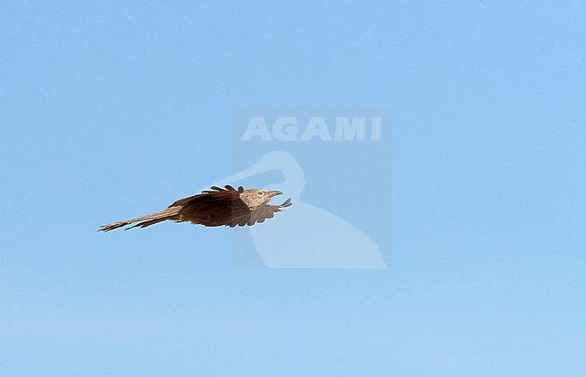 Arabian Babbler (Turdoides squamiceps) in Israel. stock-image by Agami/Tomi Muukkonen,