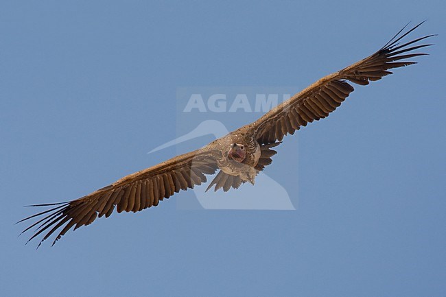 Volwassen Oorgier in de vlucht; Adult Lappet-faced Vulture in flight stock-image by Agami/Daniele Occhiato,