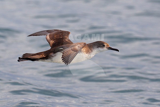 Yelkouanpijlstormvogel in de vlucht; Yelkouan Shearwater in flight stock-image by Agami/Daniele Occhiato,