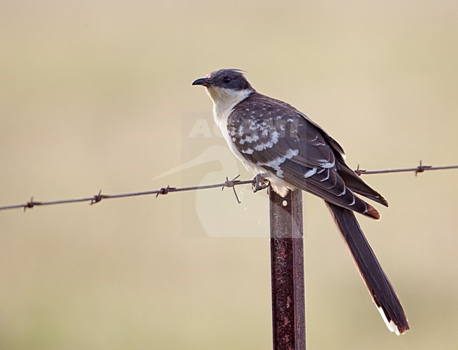 Kuifkoekoek op prikkeldraad; Great Spotted Cuckoo on barbed wire stock-image by Agami/Markus Varesvuo,