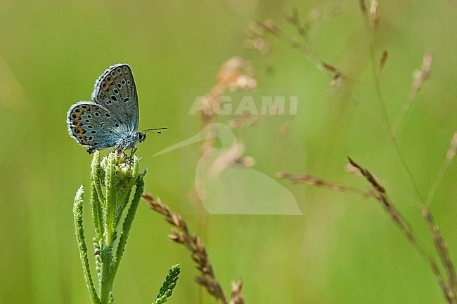 Heideblauwtje / Silver-studded Blue (Plebejus argus) stock-image by Agami/Wil Leurs,