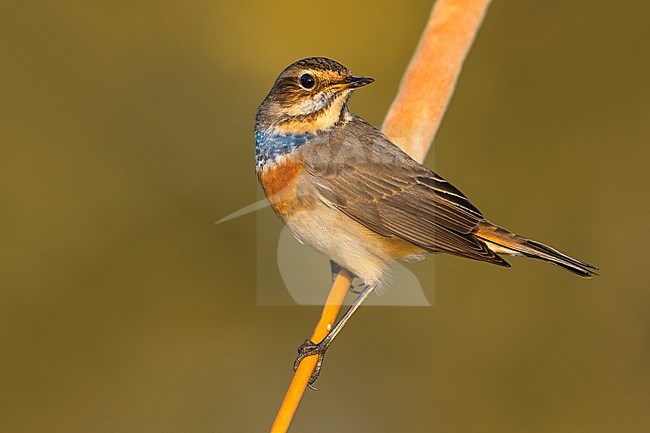 White-spotted Bluethroat (Luscinia svecica) in Italy. stock-image by Agami/Daniele Occhiato,