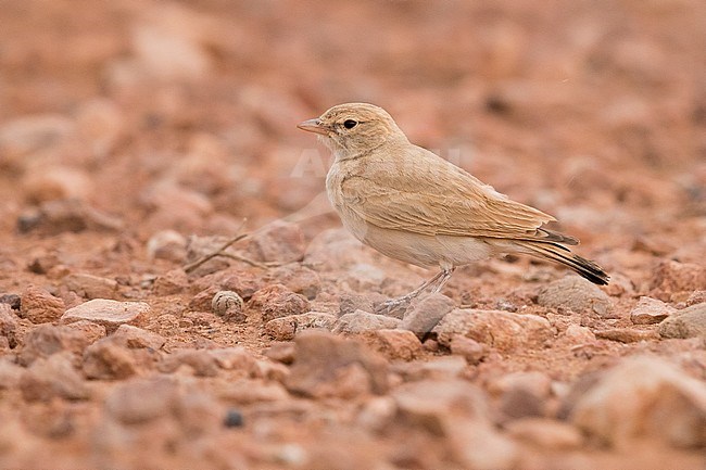 Lbar-tailed Lark (Ammomanes cinctura arenicolor), adult  standing on the ground stock-image by Agami/Saverio Gatto,