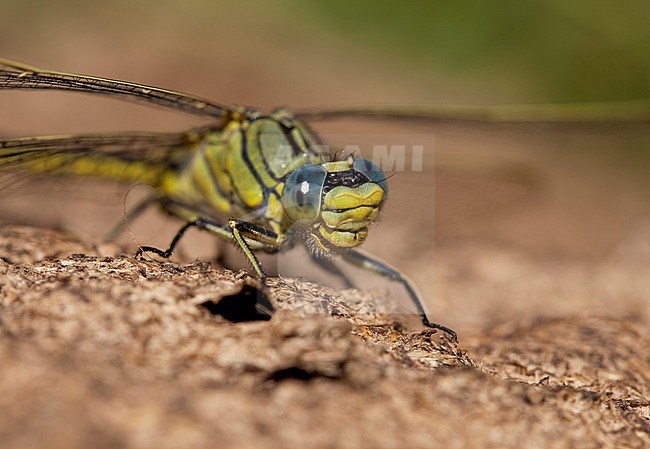 Onvolwassen Plasrombout man; Immature Western Clubtail. stock-image by Agami/Fazal Sardar,