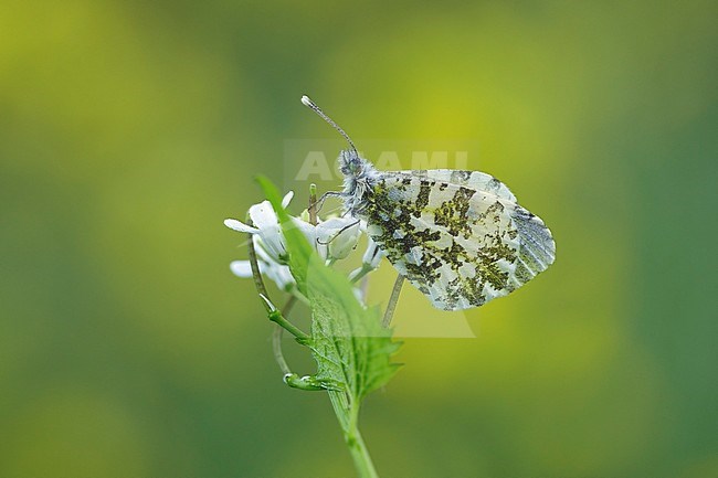 Oranjetipje vrouwtje, Orange Tip female, stock-image by Agami/Walter Soestbergen,