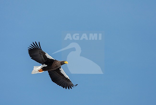 Wintering Steller's Sea Eagle (Haliaeetus pelagicus) on the island Hokkaido in Japan. Adult flying overhead. stock-image by Agami/Marc Guyt,
