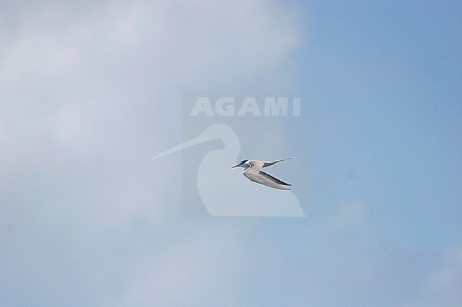 Spectacled tern (Onychoprion lunatus) in flight, also known as the grey-backed tern, in tropical seas in Polynesia. stock-image by Agami/Pete Morris,