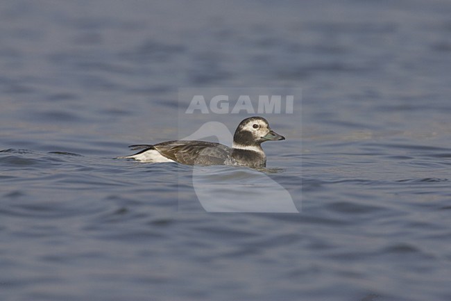 Vrouwtje IJseend zwemmend; Female Long-tailed Duck swimming stock-image by Agami/Daniele Occhiato,