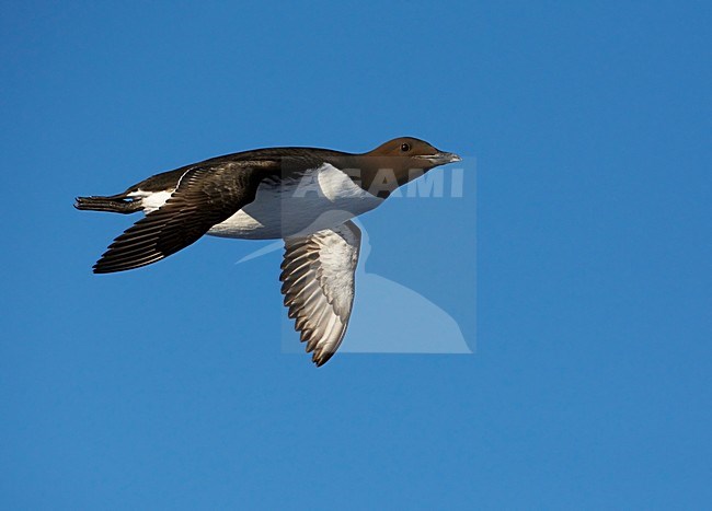 Zomerkleed Zeekoet in de vlucht; Summer plumaged Common Murre in flight stock-image by Agami/Markus Varesvuo,