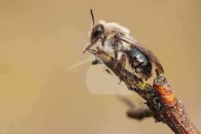 Grijze Zandbij, Andrena vaga stock-image by Agami/Wil Leurs,