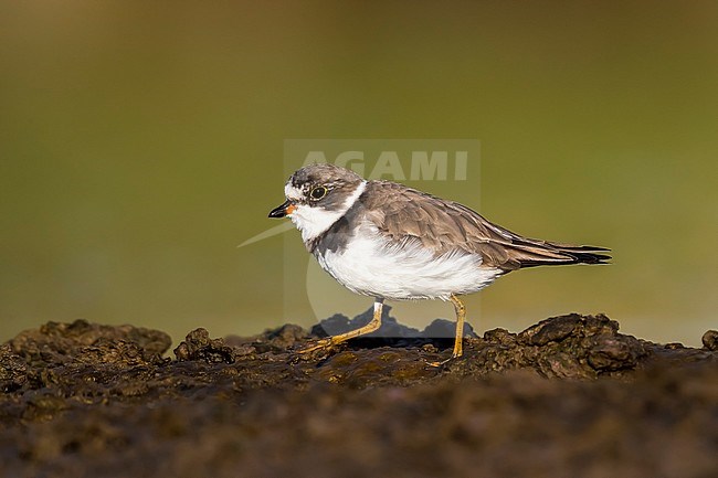 Adult winter Semipalmated Plover walking on mudflat in Cabo da Praia, Terceira, Azores, Portugal. October 3, 2018. stock-image by Agami/Vincent Legrand,