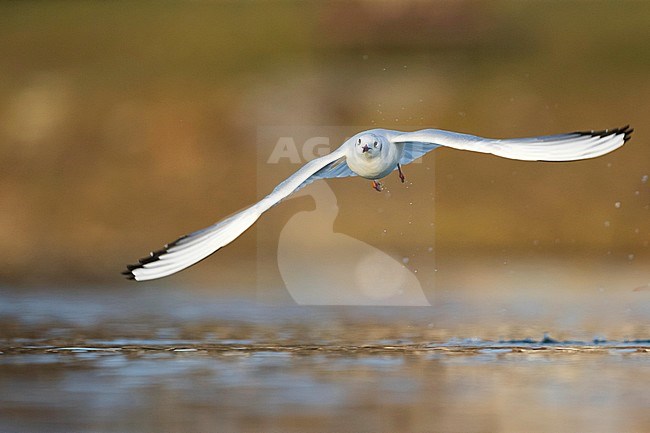 Black-headed Gull - Lachmöwe - Larus ridibundus, Germany, adult, winter plumage stock-image by Agami/Ralph Martin,