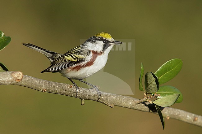 Adult male
Galveston Co., TX
April 2014 stock-image by Agami/Brian E Small,