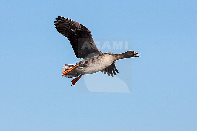 Taigarietgans in vlucht, Taiga Bean Goose in flight stock-image by Agami/Jari Peltomäki,