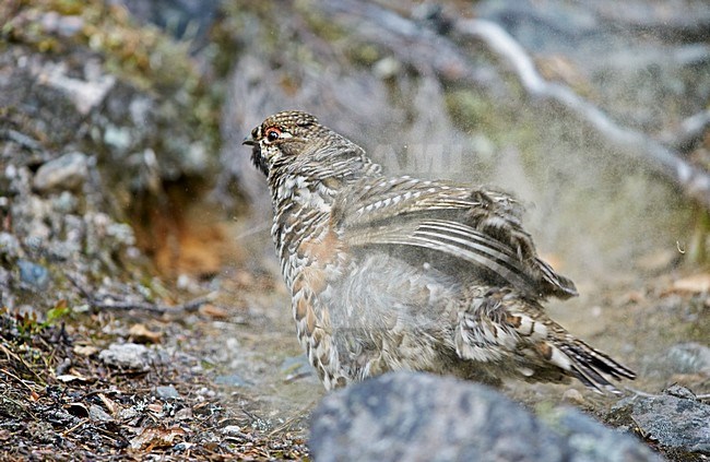 Hazelhoen mannetje poetsend; Hazel Grouse male preening stock-image by Agami/Markus Varesvuo,