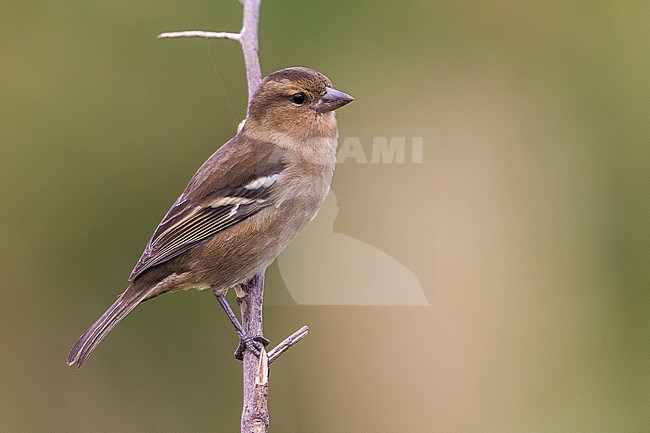 Vrouwtje Azorenvink, Female Azores Chaffinch stock-image by Agami/Daniele Occhiato,