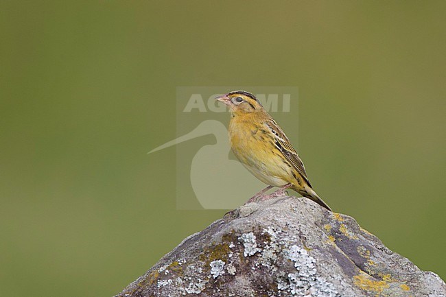 Bobolink; Bobolink stock-image by Agami/David Monticelli,