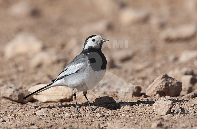 Adult male Siberian White Wagtail (Motacilla alba dukhunensis) in Fars Povince Iran showing it's large white wing panel stock-image by Agami/Edwin Winkel,