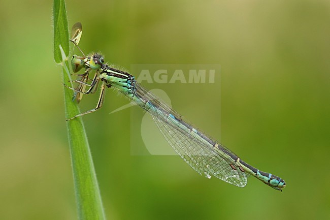 Imago Gaffelwaterjuffer; Adult Dainty Bluet; Adult Dainty Damselfly stock-image by Agami/Fazal Sardar,