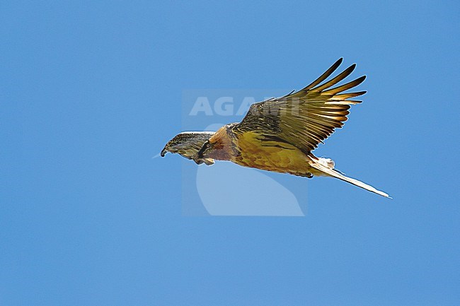 An adult Bearded Vulture (Gypaetus barbatus) in flight from side against blue sky stock-image by Agami/Mathias Putze,