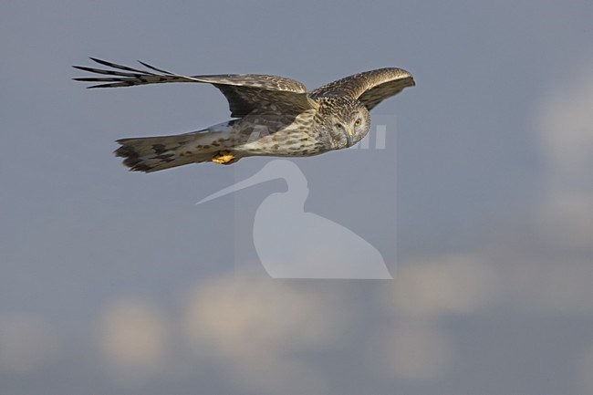 Hen Harrier female flying; Blauwe Kiekendief vrouw vliegend stock-image by Agami/Daniele Occhiato,