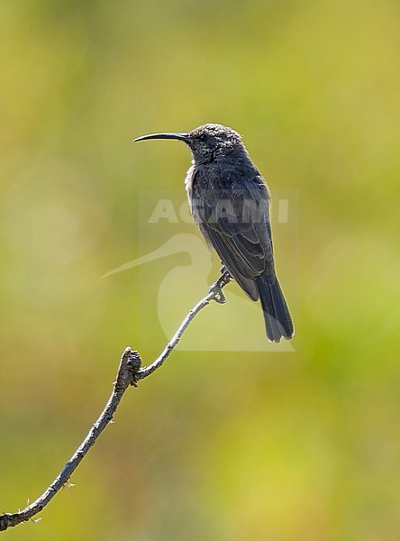 Scarlet-tufted (or Red-tufted) Sunbird (Nectarinia johnstoni johnstoni) adult female perched on a dead twig in the highlands of Mount Kenya stock-image by Agami/Andy & Gill Swash ,