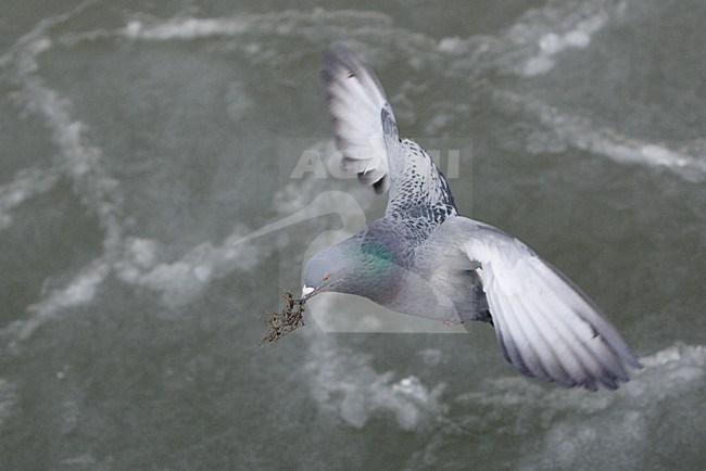 Stadsduif in vlucht, Feral Pigeon in flight stock-image by Agami/Markus Varesvuo,