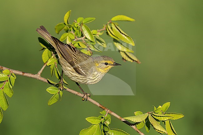 Adult female
Galveston Co., TX
April 2022 stock-image by Agami/Brian E Small,