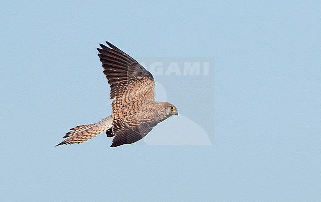 Female Lesser Kestrel (Falco naumanni) in flight, seen from above, in Spain during early spring. stock-image by Agami/Dani Lopez-Velasco,