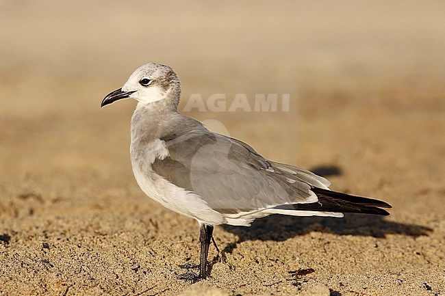 Lachmeeuw; Laughing Gull; stock-image by Agami/Chris van Rijswijk,