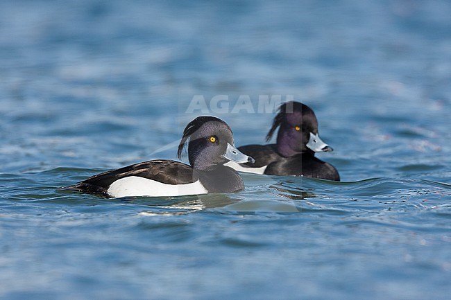 Tufted Duck - Reiherente - Aythya fuligula, France, adult male stock-image by Agami/Ralph Martin,