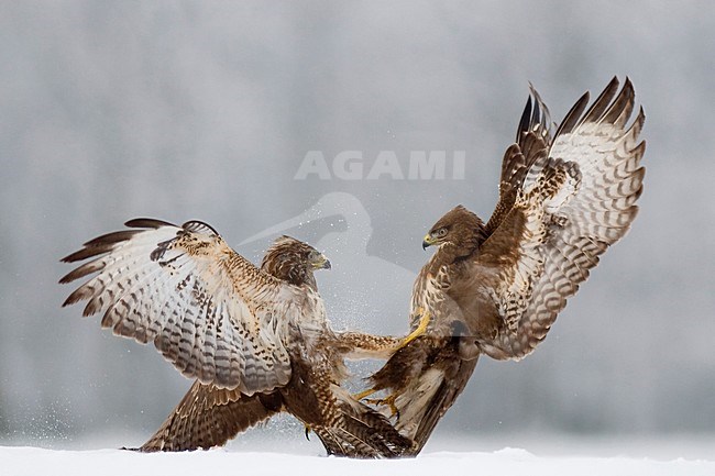 Buizerd vechtend in sneeuw; Common Buzzard fighting in snow stock-image by Agami/Bence Mate,